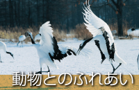 釧路観光情報～動物とのふれあい